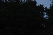 Nachtzwaluw-20220525g14401A1A0946bcrfb-Oude-Buisse-Heide~0.jpg