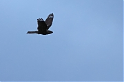 Filename=Nachtzwaluw-20220525g14401A1A1087bcrfb-Oude-Buisse-Heide~0.jpg
Filesize=581KiB
Dimensions=1280x960
Date added=Jun 01, 2022 Nachtzwaluw-20220525g14401A1A1087bcrfb-Oude-Buisse-Heide~0.jpg
