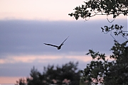 Nachtzwaluw-20220527g14401A1A2098acrfb-Oude-Buisse-Heide~0.jpg