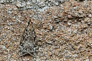 Nazomergranietmot-Eudonia-truncicolella-20140824g1024IMG_6229a.jpg
