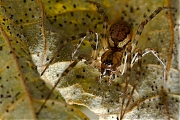 Neriene-montana-20121202g800IMG_3183a.jpg