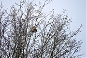 Nest-20260131g14401A1A7411ocrfb-Beneden-Moeren.jpg