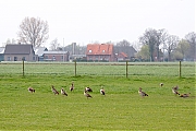 Nijlgans-20190409g12807X1A7231acrfb.jpg