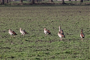 Nijlgans-20220226g14401A1A7130a-Hoekvensedreef.jpg