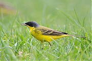 Filename=Noordse-kwikstaart-20160510g12807X1A5448a.jpg
Filesize=628KiB
Dimensions=1280x960
Date added=May 12, 2016 Noordse-kwikstaart-20160510g12807X1A5448a.jpg