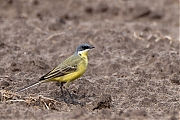 Noordse-kwikstaart-20260504g14401A1A2634avghcrfb-Broskens.jpg