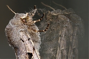 Nunvlinder-Orthosia-gothica-20140330g800IMG_2257a.jpg