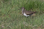 Oeverloper-20130509g8007X1A7386a.jpg