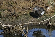 Oeverloper-20130509g8007X1A7407a.jpg