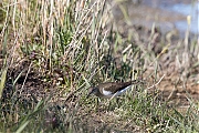 Filename=Oeverloper-20190514g1280YSXX4883a.jpg
Filesize=913KiB
Dimensions=1280x960
Date added=May 23, 2019 Oeverloper-20190514g1280YSXX4883a.jpg