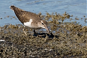 Filename=Oeverloper-20190514g1280YSXX4903a.jpg
Filesize=857KiB
Dimensions=1280x960
Date added=May 23, 2019 Oeverloper-20190514g1280YSXX4903a.jpg