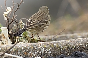 Filename=Oeverpieper-20190111g1280YSXX3272a.jpg
Filesize=679KiB
Dimensions=1280x960
Date added=Jan 12, 2019 Oeverpieper-20190111g1280YSXX3272a.jpg