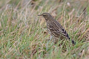 Filename=Oeverpieper-20190111g1280YSXX3285a.jpg
Filesize=782KiB
Dimensions=1280x960
Date added=Jan 11, 2019 Oeverpieper-20190111g1280YSXX3285a.jpg