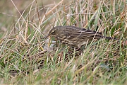 Filename=Oeverpieper-20190111g1280YSXX3296a.jpg
Filesize=890KiB
Dimensions=1280x960
Date added=Jan 11, 2019 Oeverpieper-20190111g1280YSXX3296a.jpg