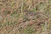 Filename=Oeverpieper-20190111g1280YSXX3297a.jpg
Filesize=891KiB
Dimensions=1280x960
Date added=Jan 11, 2019 Oeverpieper-20190111g1280YSXX3297a.jpg