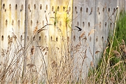 Oeverzwaluw-20260417g14401A1A0929avcrfb-Jachthaven-Etten-Leur.jpg