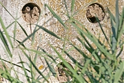 Oeverzwaluw-20260728g14401A1A5498avcrfb-Jachthaven-Etten_Leur.jpg