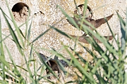 Oeverzwaluw-20260728g14401A1A5527avcrfb-Jachthaven-Etten_Leur.jpg