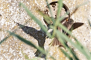 Oeverzwaluw-20260728g14401A1A5533avcrfb-Jachthaven-Etten_Leur.jpg