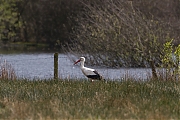 Ooievaar-20120423g800IMG_3622a.jpg