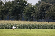 Filename=Ooievaar-20170904g1280YSXX9371a.jpg
Filesize=707KiB
Dimensions=1280x960
Date added=Sep 05, 2017 Ooievaar-20170904g1280YSXX9371a.jpg