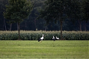 Filename=Ooievaar-20170904g1280YSXX9389a.jpg
Filesize=612KiB
Dimensions=1280x960
Date added=Sep 05, 2017 Ooievaar-20170904g1280YSXX9389a.jpg