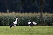 Filename=Ooievaar-20170904g1280YSXX9391a.jpg
Filesize=710KiB
Dimensions=1280x960
Date added=Sep 05, 2017 Ooievaar-20170904g1280YSXX9391a.jpg