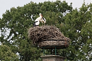 Filename=Ooievaar-20190610g1280YSXX5580a.jpg
Filesize=838KiB
Dimensions=1280x960
Date added=Jun 11, 2019 Ooievaar-20190610g1280YSXX5580a.jpg