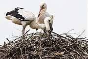 Ooievaar-20190610g1280YSXX5680a_M6439_BL_B_Brussels_Belgium.jpg