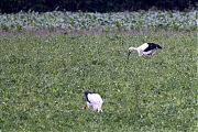 Ooievaar-20240707g14401A1A2334atcrfb-Pannenhoef.jpg