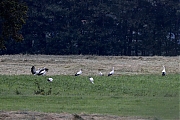 Ooievaar-20240707g14401A1A2379btcrfb-Pannenhoef.jpg