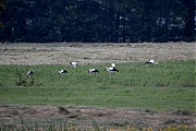 Ooievaar-20240707g14401A1A2412btcrfb-Pannenhoef.jpg