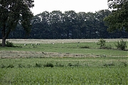 Ooievaar-20240707g14401A1A2424ctcrfb-Pannenhoef.jpg