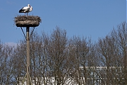 Ooievaar-20250317g14401A1A3516atcrfb-Schipperspad-Breda.jpg