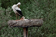 Ooievaar-20250421g14401A1A6835atcrfb-Effen-Overa.jpg