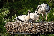 Ooievaar-20250613g14401A1A0648avcrfb-Effen-Overa.jpg