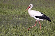 Ooievaar-20260426g14401A1A1967acrfb-Bleeke-Heide.jpg