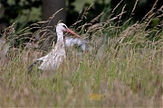 Ooievaar-20260614g14401A1A4539acrfb-Schilderspad-Breds.jpg