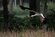 Ooievaar-20260614g14401A1A4546acrfb-Schilderspad-Breds.jpg