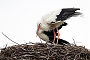 Ooievaar-20260614g14401A1A4563acrfb-Schilderspad-Breds.jpg