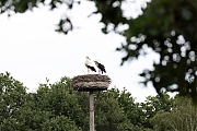 Ooievaar-20260614g14401A1A4606acrfb-Schilderspad-Breds.jpg