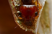 Oorworm-20121227g800IMG_3572a.jpg