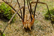 Opilio_canestrinii_man_20121123g800IMG_2451a.jpg