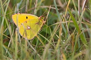 Oranje-Luzernevlinder-20130902g1280-7X1A8869an.jpg