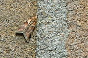 Oranje-eikenlichtmot-Acrobasis-repandana-20150702g1280_MG_0817a.jpg