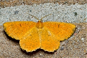 Oranje-iepentakvlinder-Angerona-prunaria-20140607g800IMG_4715a.jpg