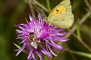 Oranje-luzernevlinder-Colias-croceus-20130902g800IMG_0019a.jpg