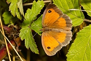 Oranje-zandoogje-20130804g800IMG_8657c.jpg