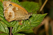 Oranje-zandoogje-20130804g800IMG_8683c.jpg