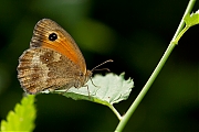 Oranje-zandoogje-Pyronia-tithonus-20130803g800IMG_8459a.jpg